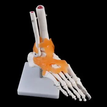 1: 1 Человеческий Скелет Модель Человека Медицинская Анатомия Сустава Связки Голеностопного Сустава Инструмент Для Анатомического Обучения