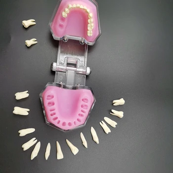 Стоматологическая стандартная модель со съемными зубами Стоматологический кабинет Обучающая модель зубов Стоматологические инструменты